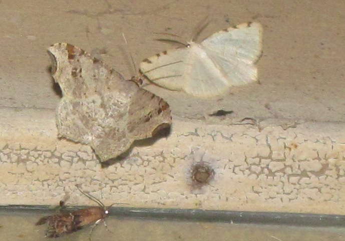 Stegania trimaculata (Geometridae)